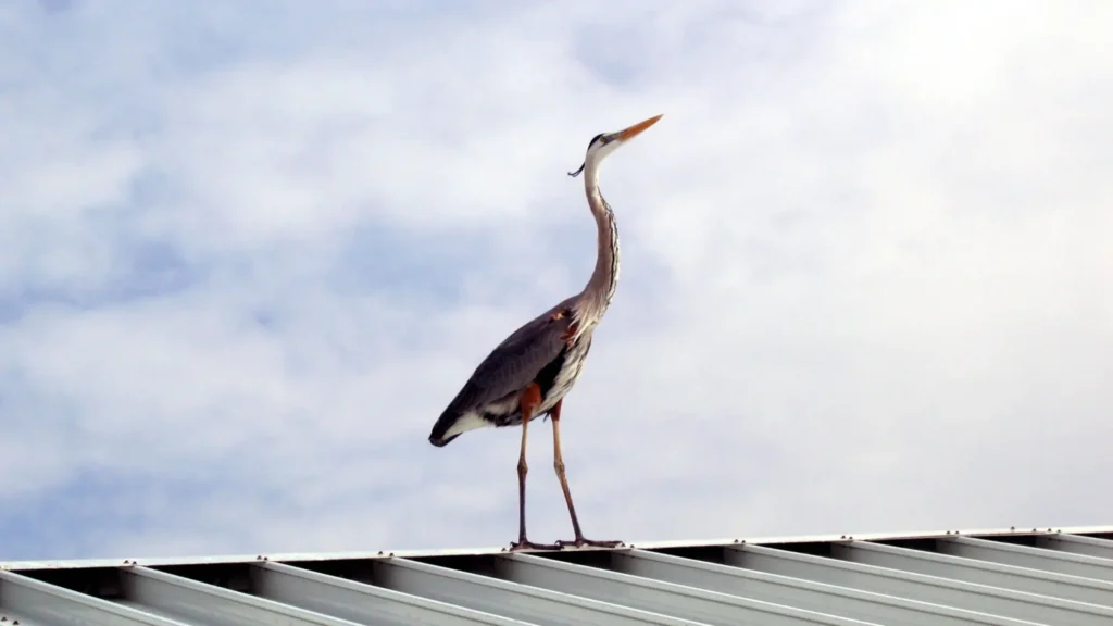 Bezpieczne poruszanie się po dachu blaszanym – praktyczne wskazówki - zdjęcie poruszania się na dachu z blachy trapezowej