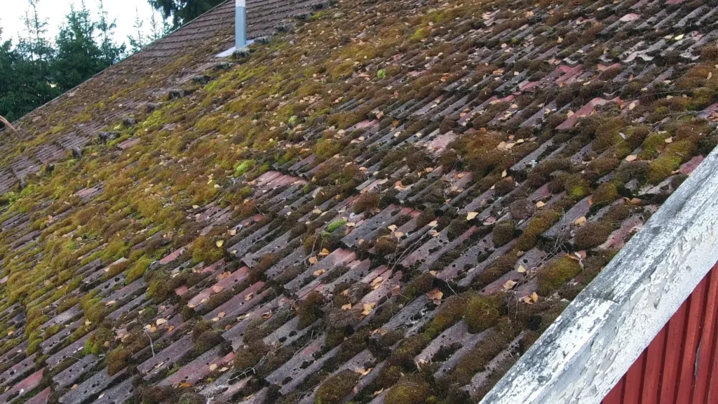 Konserwacja dachu, a efektywność energetyczna - zdjęcie przedstawia zarośnięty mchem dach, który nie jest efektywny energetycznie